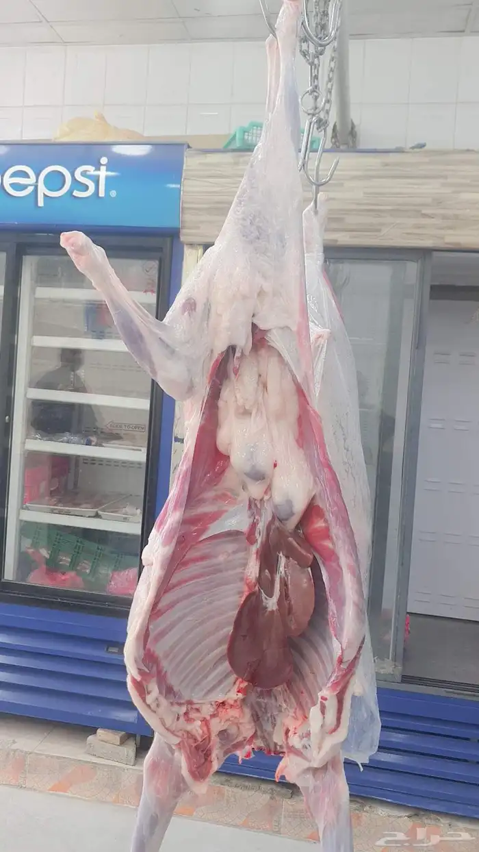 خرفان البلديات وخرفان من الفرشه ولحم كفو وسعار مناسبه 1