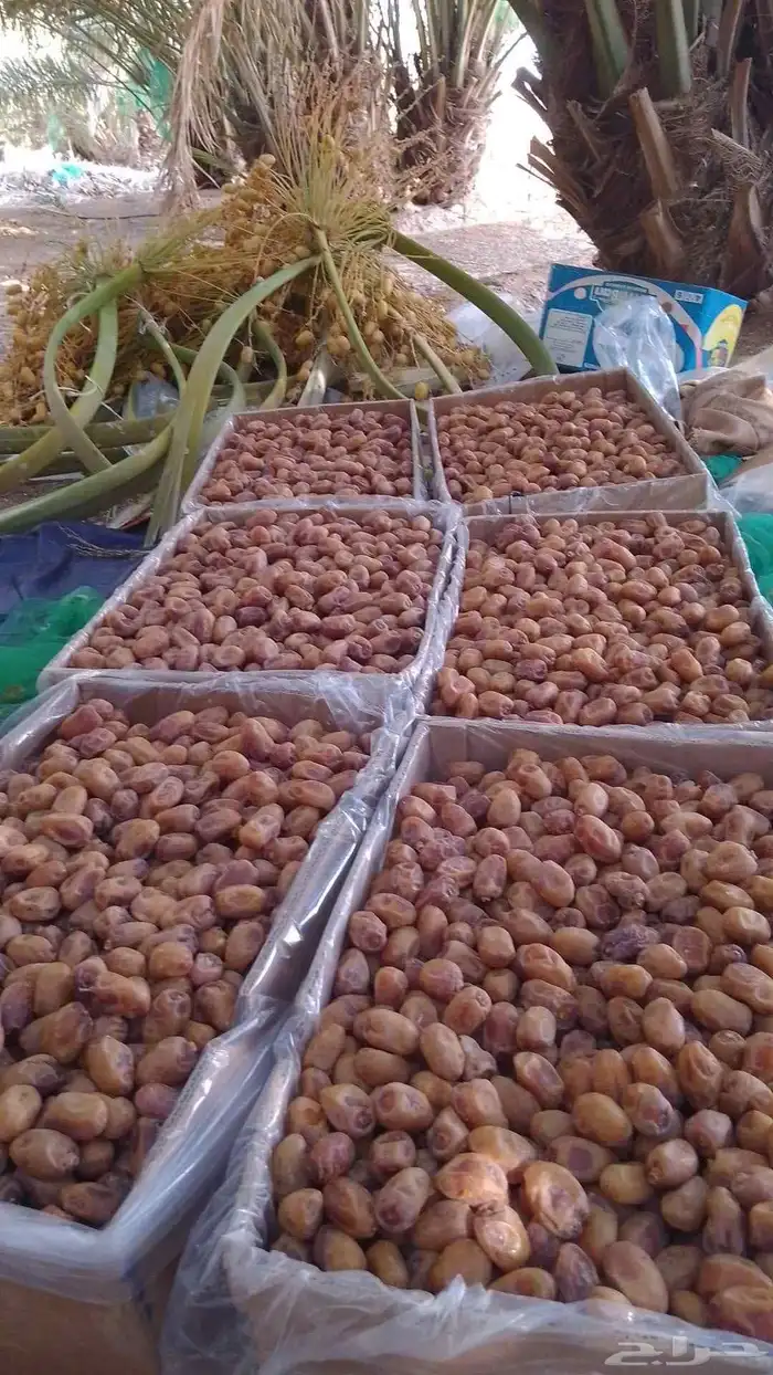 سلام عليكم اليوم عندنا اتمر حبه طيبة 2