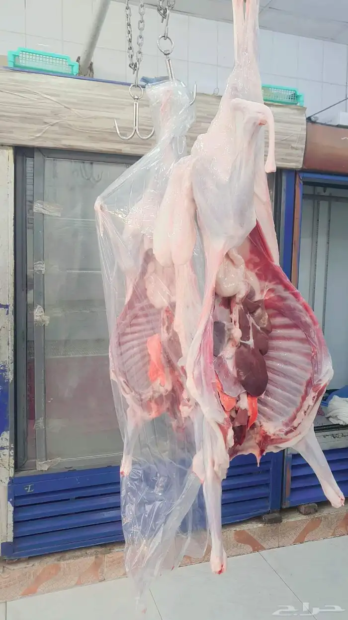 خرفان البلديات وخرفان من الفرشه ولحم كفو وسعار مناسبه 7