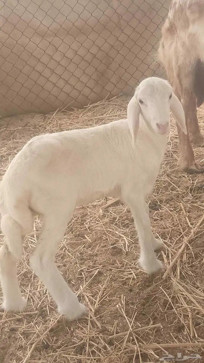 رحل عمرها شهر 1