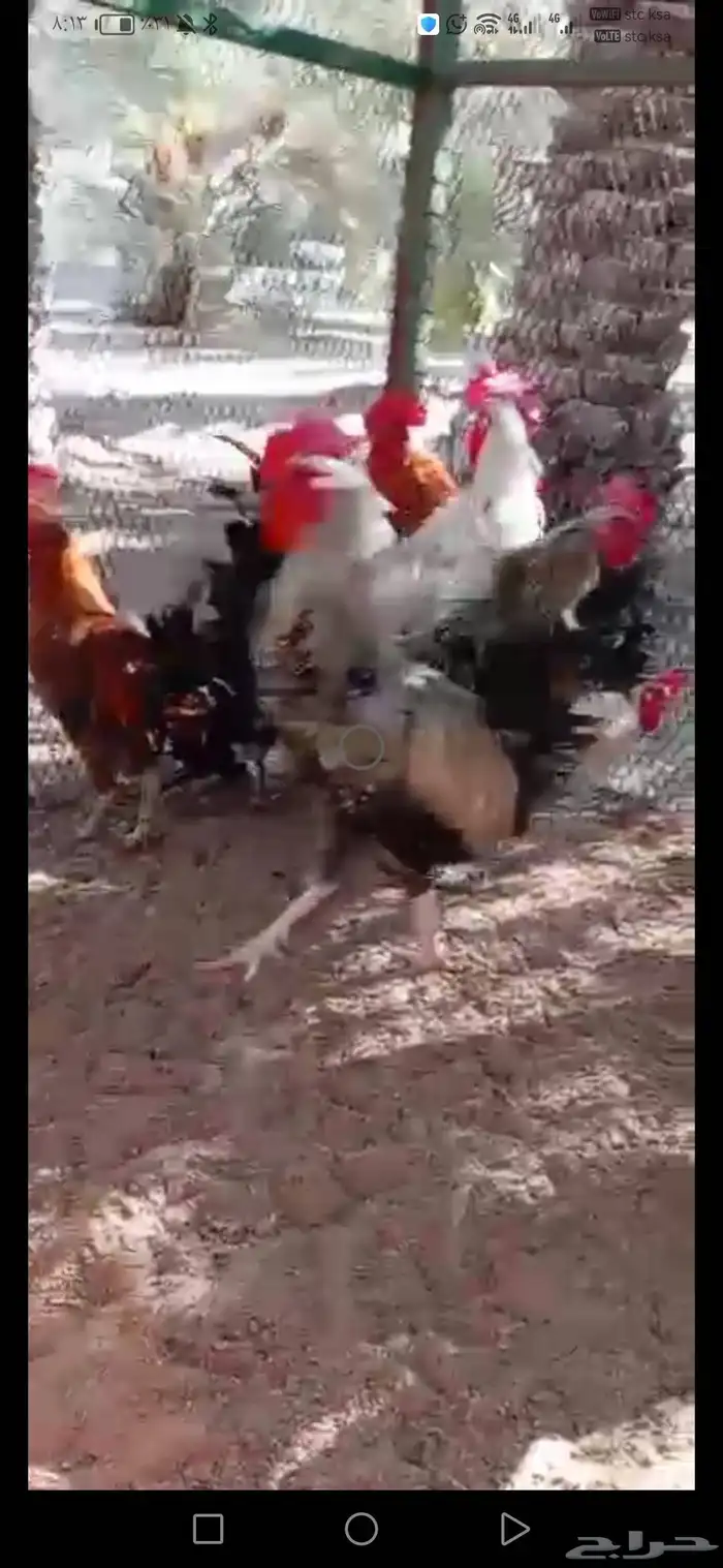 ديوك بلدي وفيومي 3