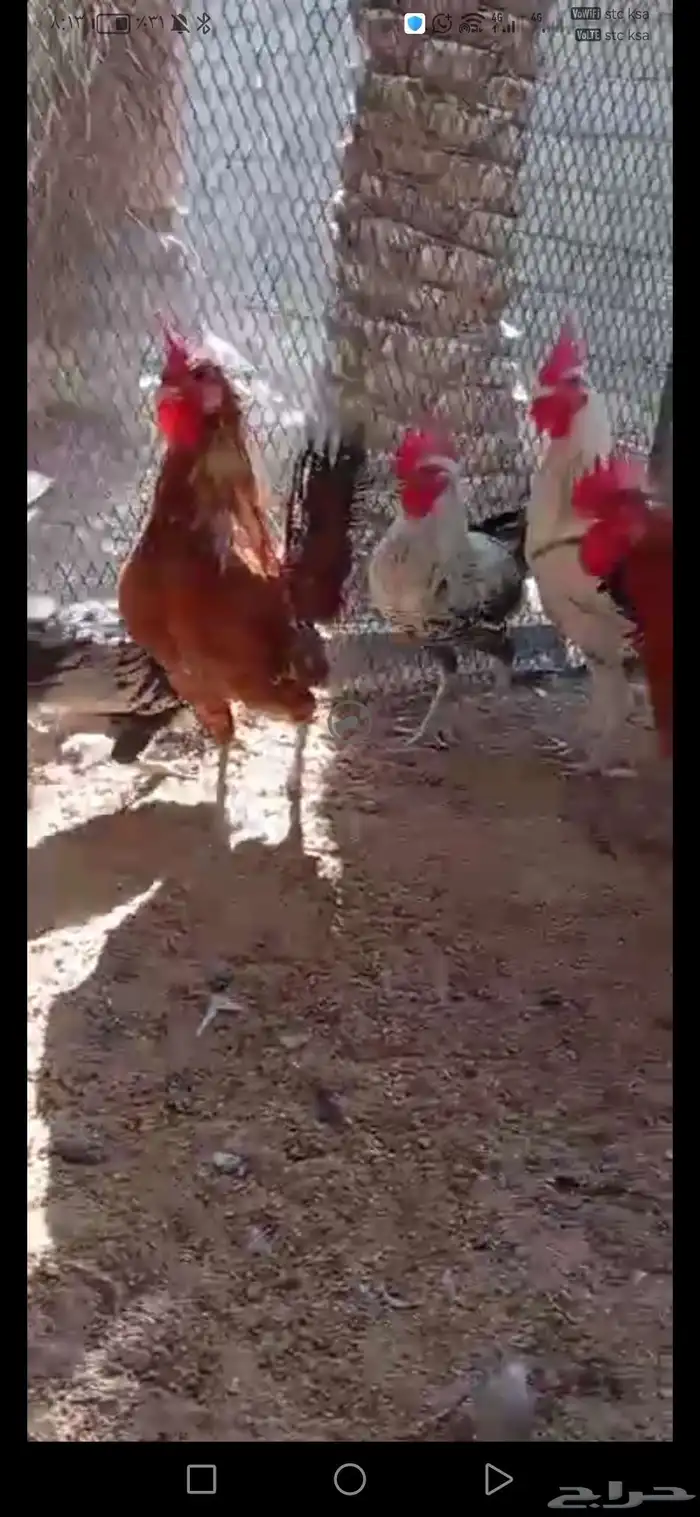 ديوك بلدي وفيومي 2
