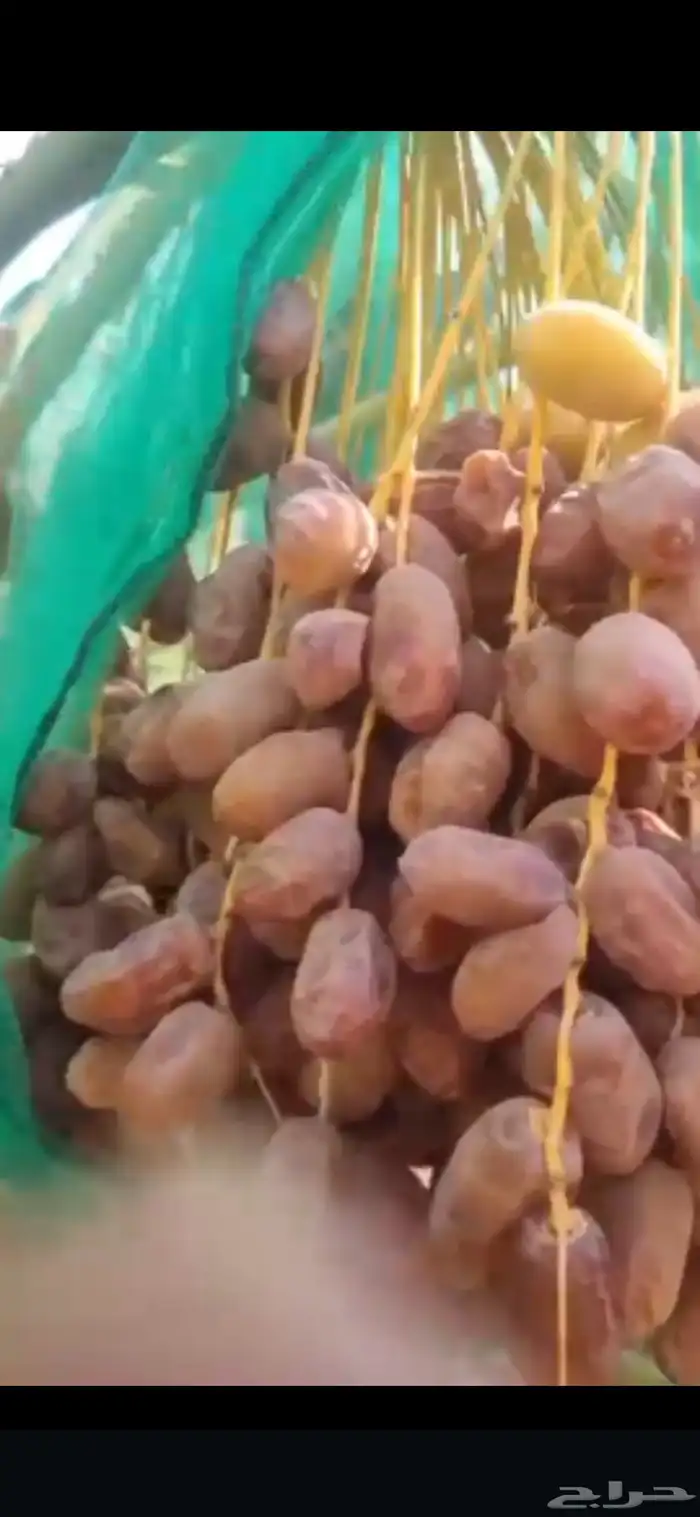 تمر فله تمور 1