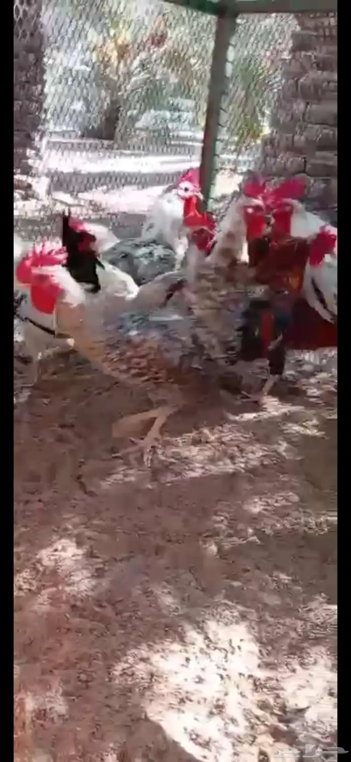 ديوك بلدي وفيومي 4