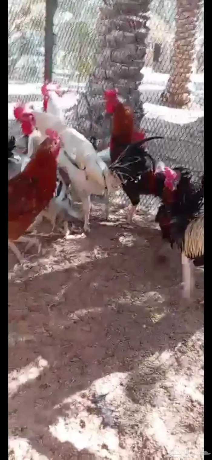 ديوك بلدي وفيومي 5