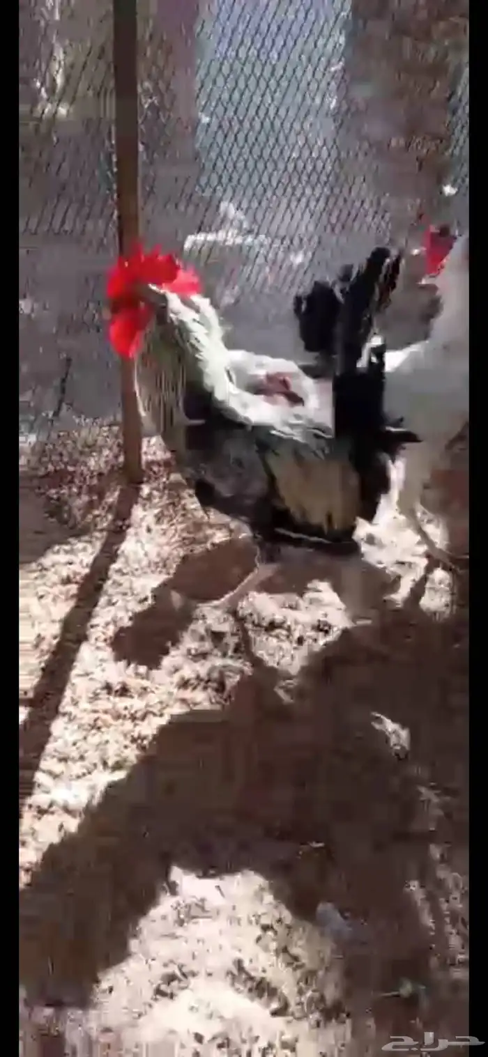 ديوك بلدي وفيومي 7