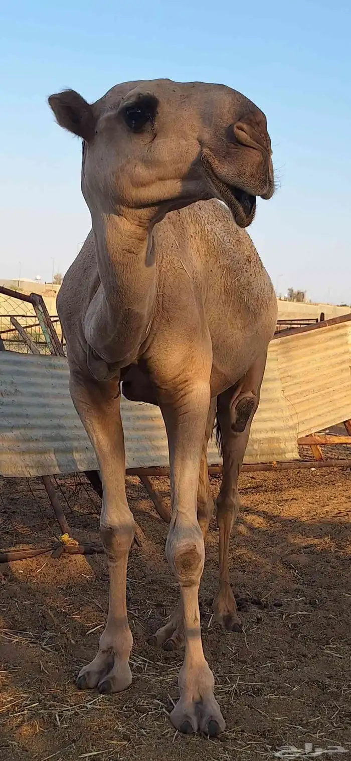 بعير احمر باتلي كفو 2