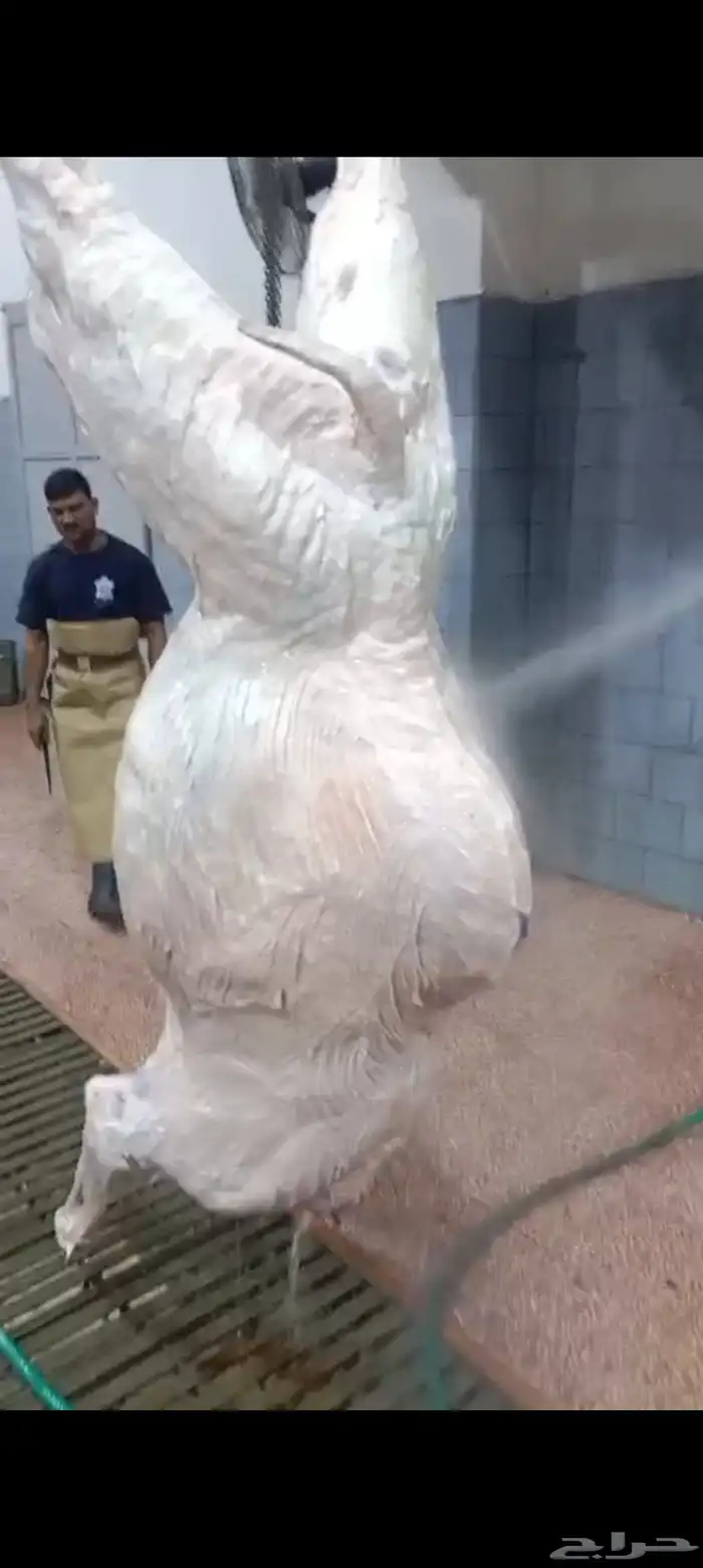 قعدان مرابي طايشه شحم 3