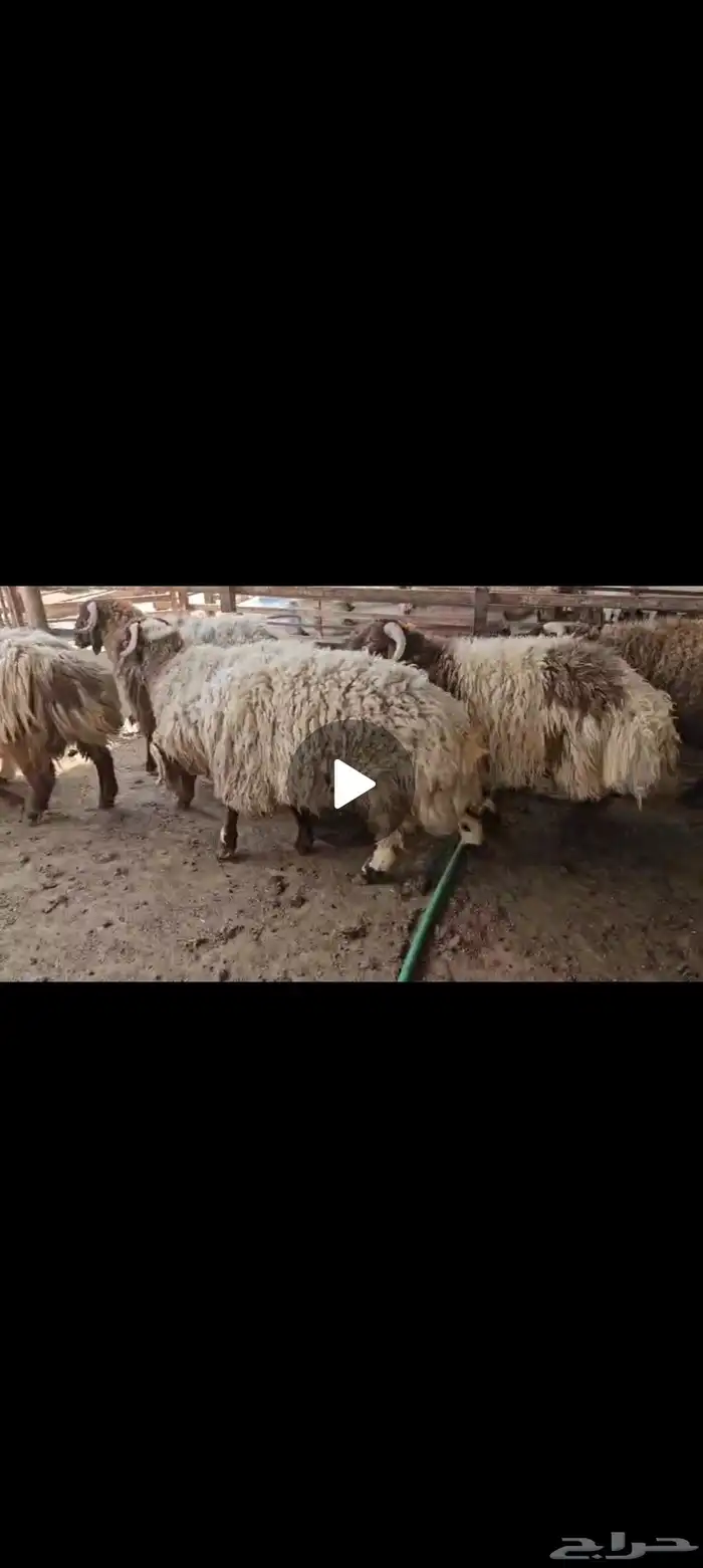 نصف ذبيحه نعيم جذع كانور 0