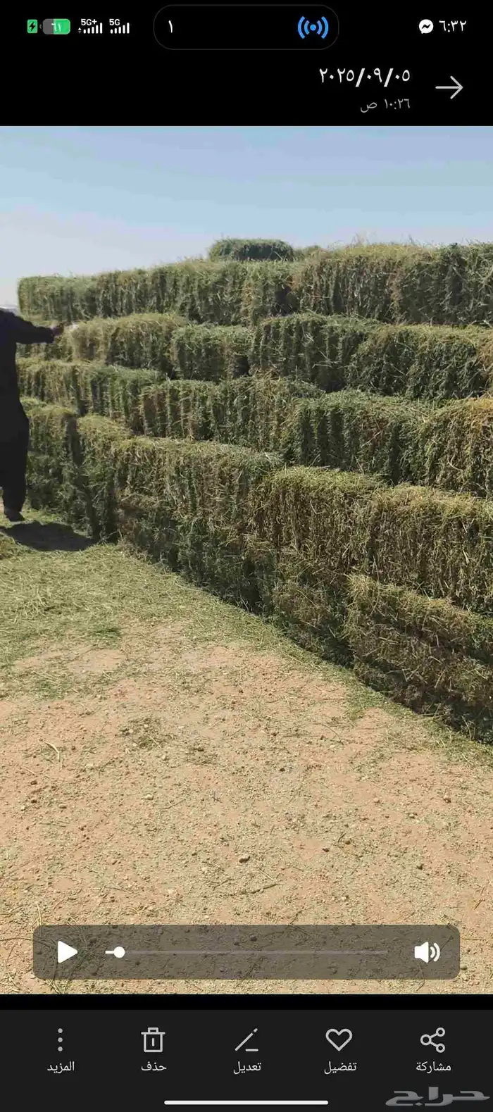 برسيم مزارع ساجر 0