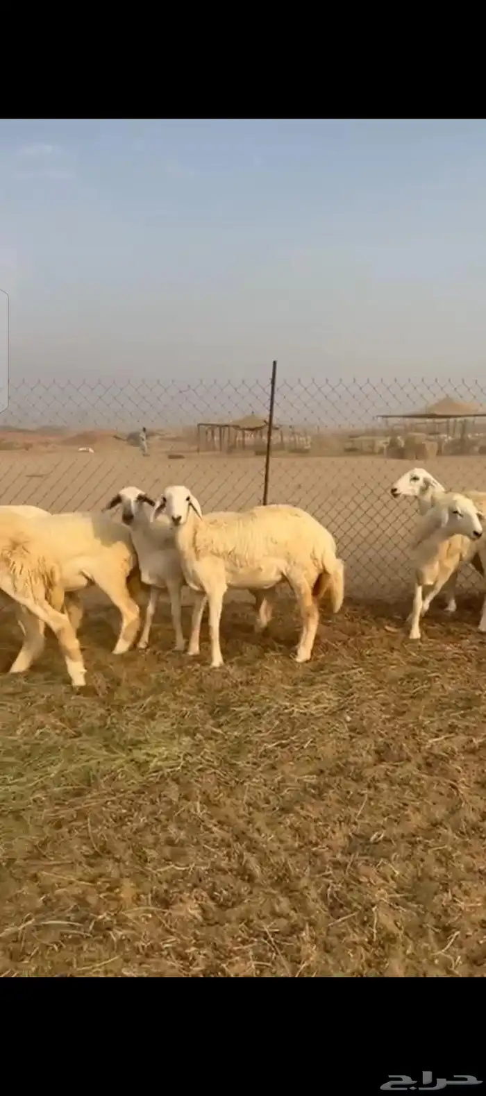 غنم حريات رخال جدعات 4