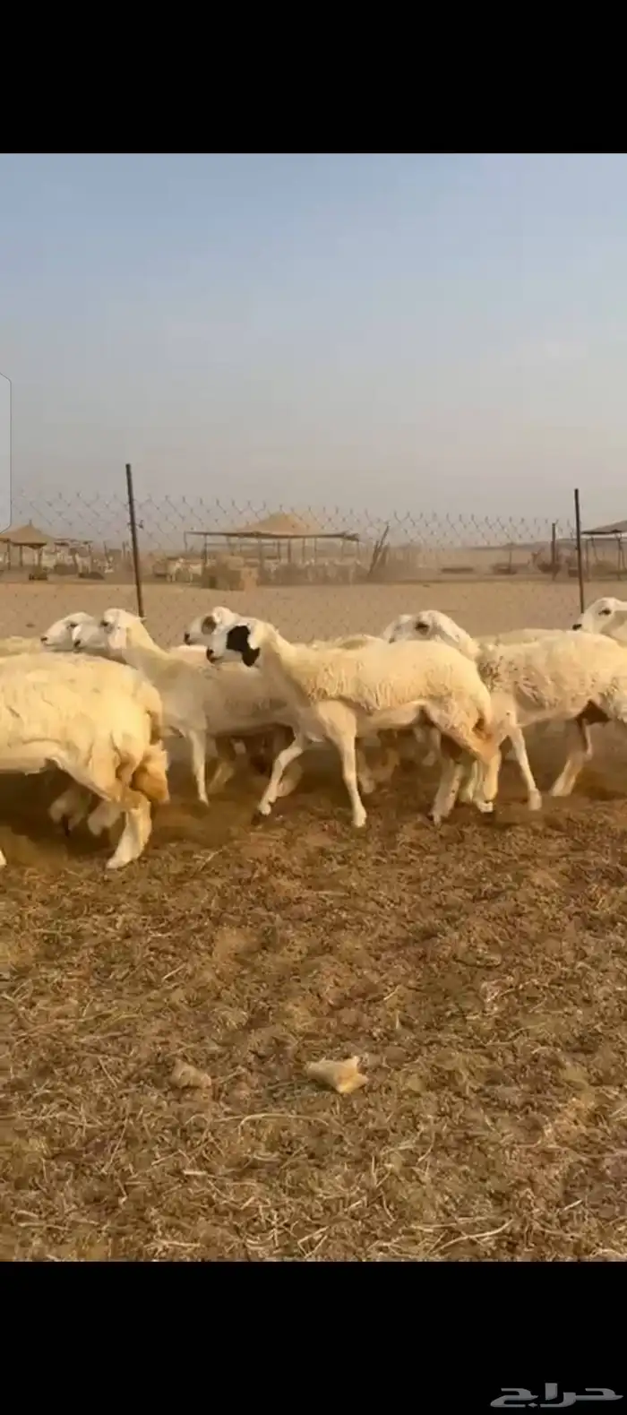 غنم حريات رخال جدعات 8