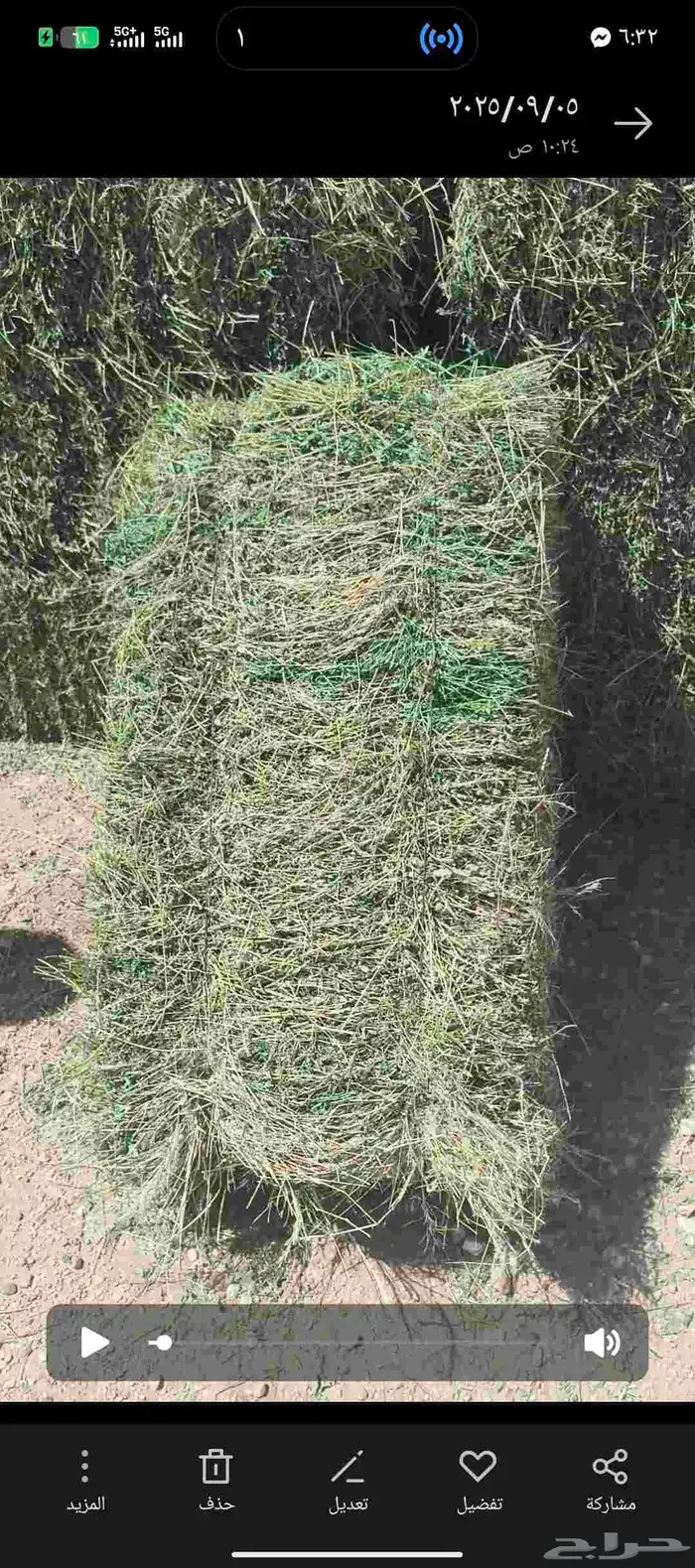برسيم مزارع ساجر 1