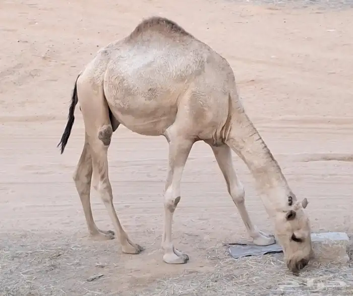 بعير احمر باتلي كفو 3