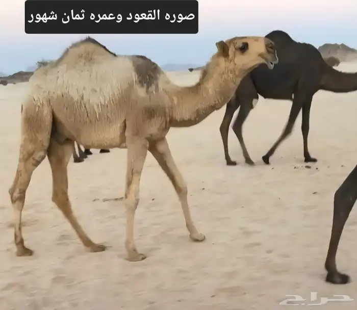 بعير احمر باتلي كفو 0