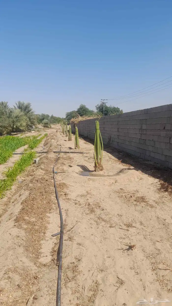 قلع وغرس وتوريد النخيل الى جميع مناطق المملكه وخارج المملكه 9