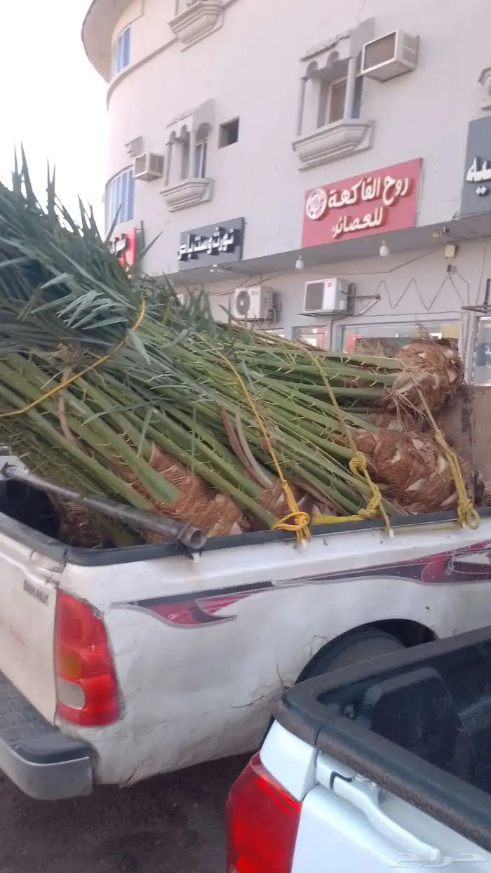 صقعي مجدول شرازيه 1