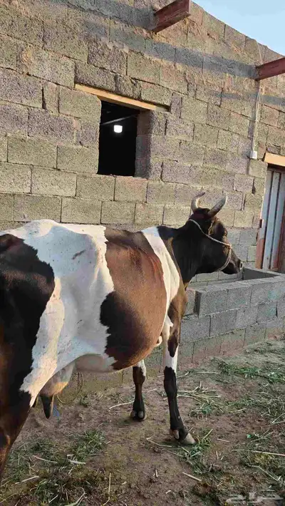 بقره جرسيه للبيع index