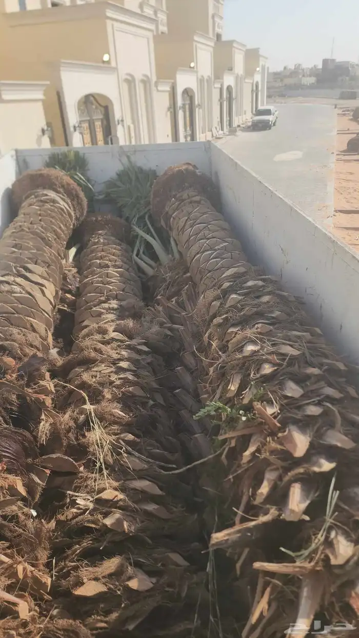 نخل عربي ووشنطني توريد وزراعه وتكريب وقلع وغرس وتنضيف جميع 0