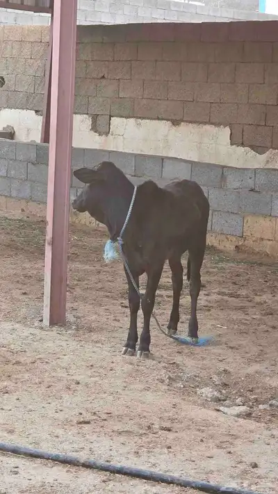 بقره جرسيه للبيع index