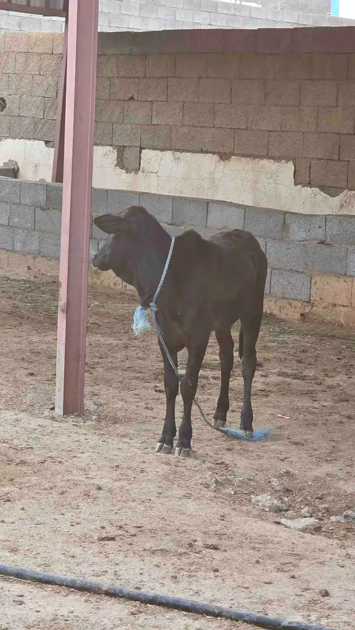 بقره جرسيه للبيع 3