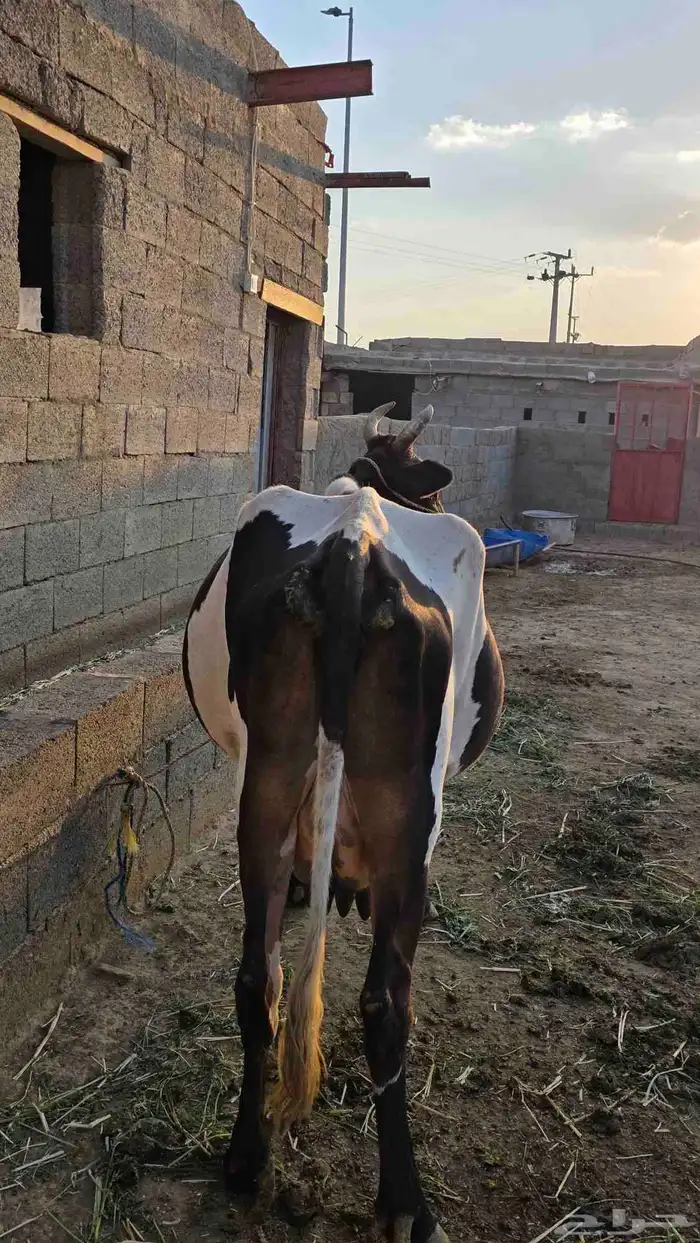 بقره جرسيه للبيع 1