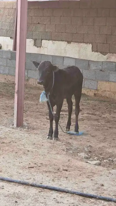 بقره جرسيه للبيع index