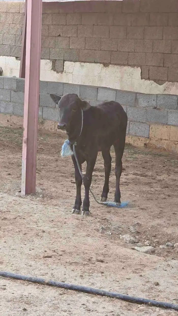 بقره جرسيه للبيع 4