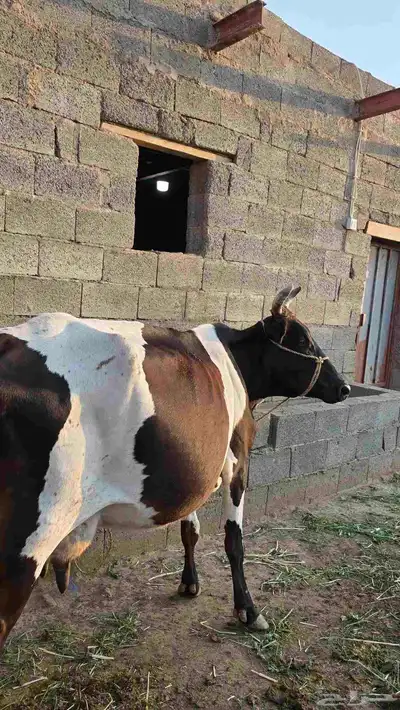 بقره جرسيه للبيع index