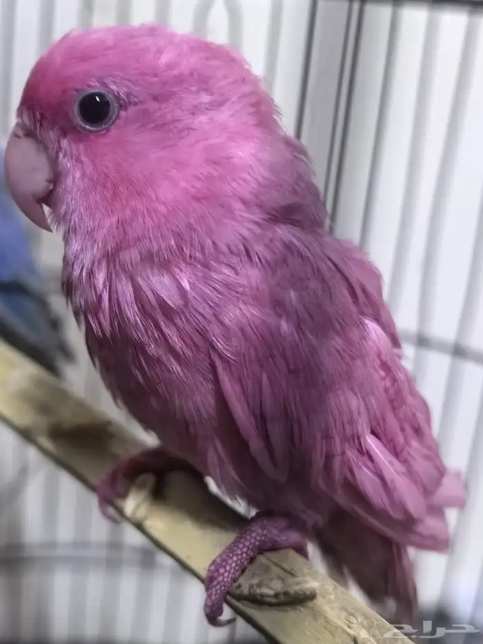 نصبغ و نلون طيرك بصبعه غير مضره 0