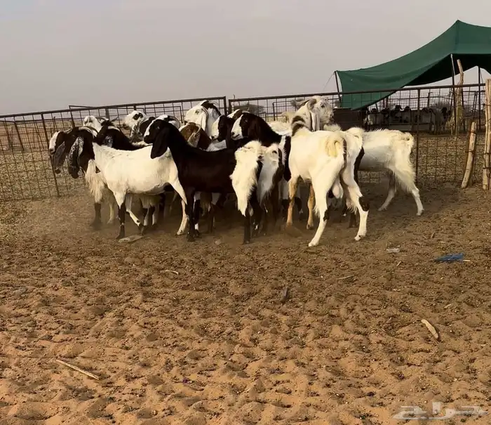 معزا مصريات دفيع((( تم البيع ))) 0