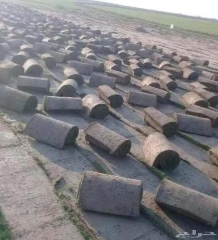 ثيل طبيعي نجيله سي2000 4
