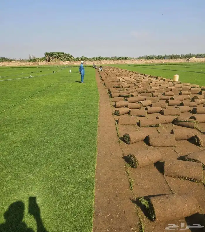 ثيل طبيعي نجيله سي2000 2