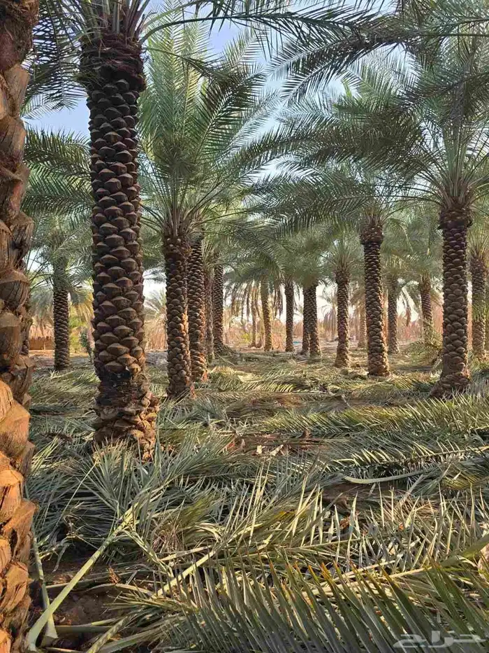 جميع انواع النخل والأشجار 4