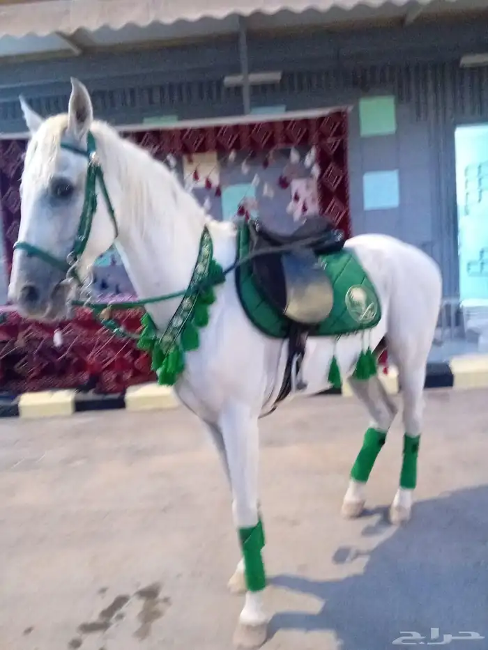 خيل وجمال وصقر ودبابات إيجار 3