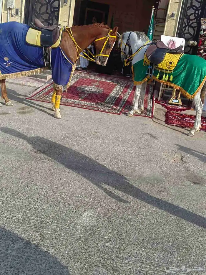 اجار خيول جمال باليوم اسبوع شهر اتصل نصل 0