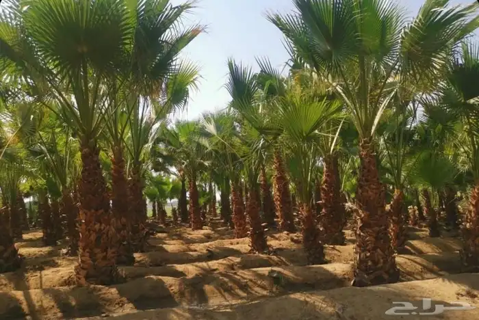ثيل طبيعي نجيله سي2000 1