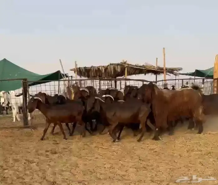 معزا قبرصيات طيبه(( تم البيع)) 1