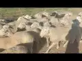 راعي غنم سوداني جاهز 2