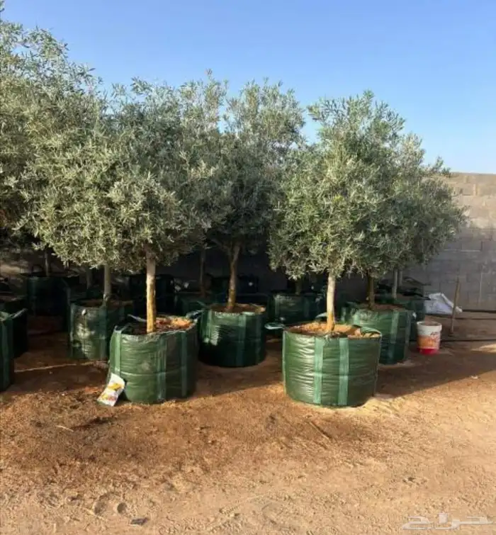 زيتون نيبالي 7