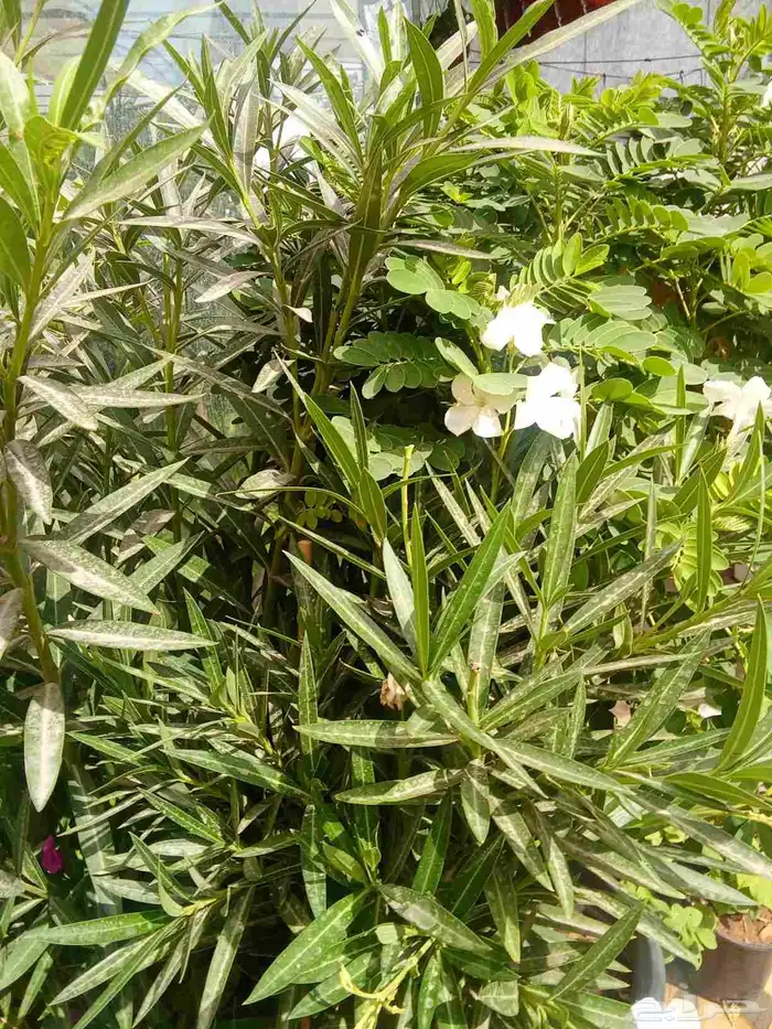 تنسيق حدائق 4