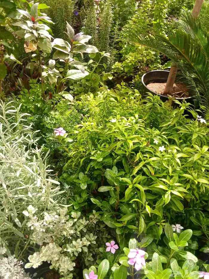 تنسيق حدائق 1