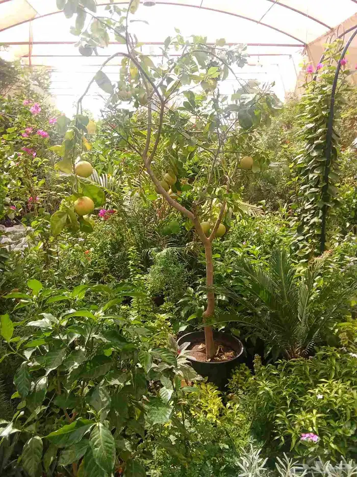 تنسيق حدائق 8