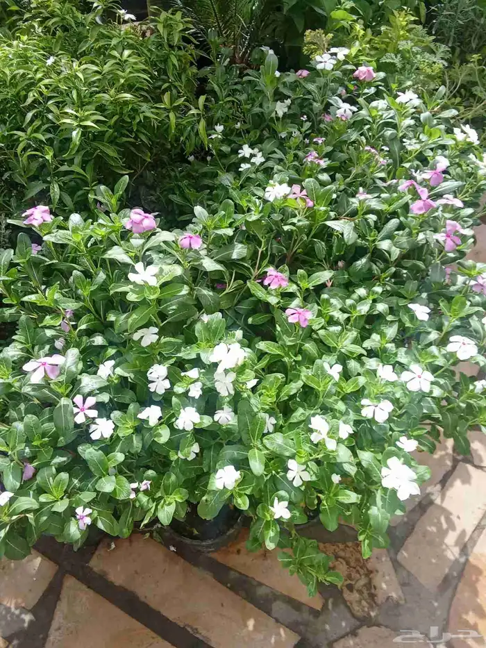 تنسيق حدائق 3