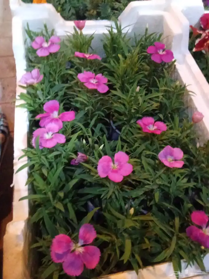 تنسيق حدائق 9