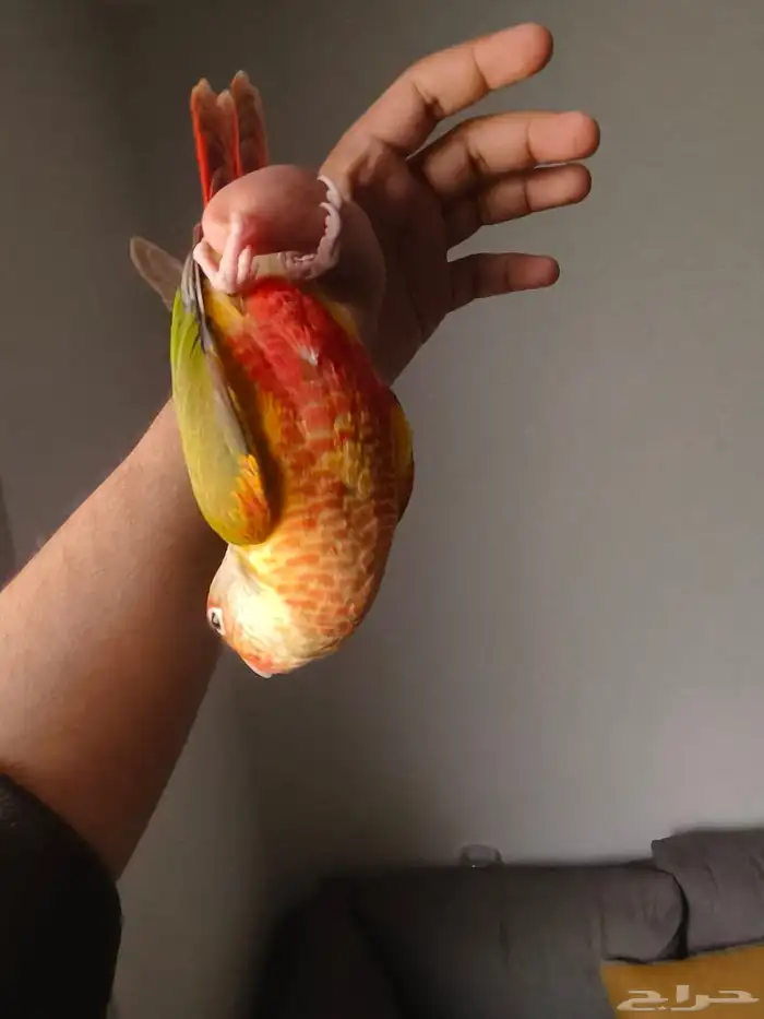 (تم البيع) كنيور اناناس رد فاكتور الييف وهدد خارجي بداية 4