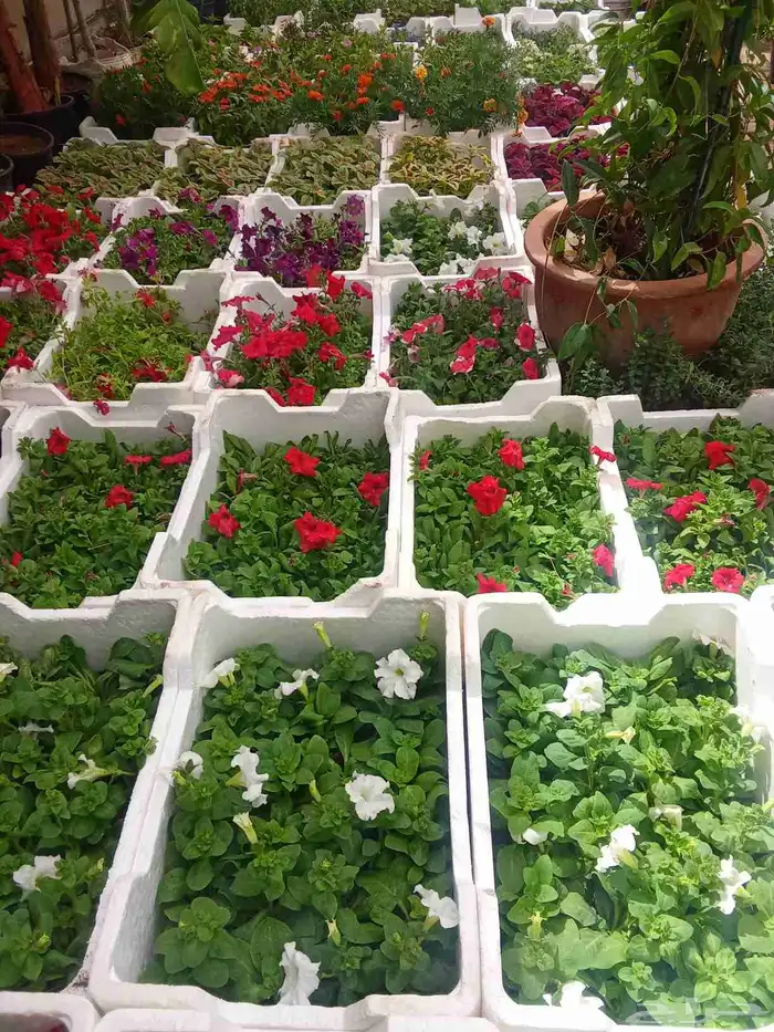 تنسيق حدائق 7