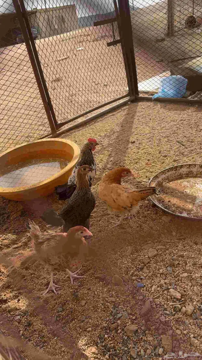 دجاج بلدي فاخرر 2