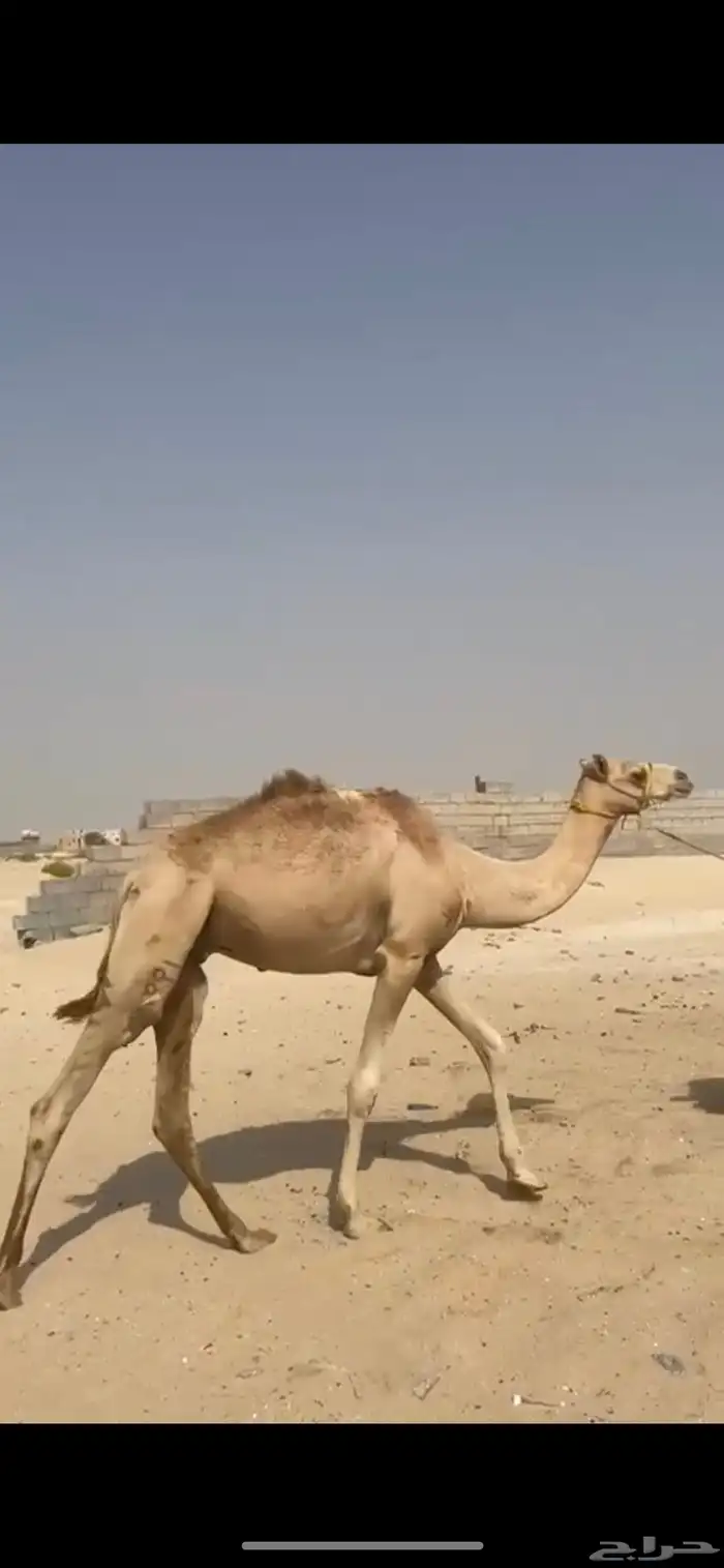 قعود لقي يصلح ركبي او قليصه طوع 0