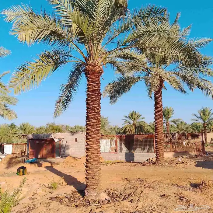 يوجد لدي نخل لاالبيع 4